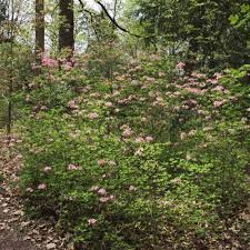 Attēlu rezultāti vaicājumam “Rhododendron periclymenoides”