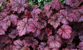 Image result for HEUCHERA americana 'Palace Purple Auslese'