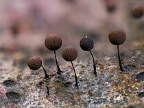 Attēlu rezultāti vaicājumam “Collaria rubens spores”