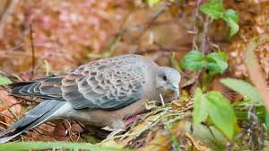 Image result for Streptopelia orientalis