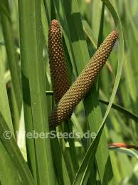 Image result for Acorus calamus