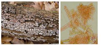 Attēlu rezultāti vaicājumam “Xylobolus frustulatus”