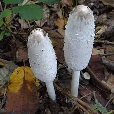 Attēlu rezultāti vaicājumam “Coprinus comatus”