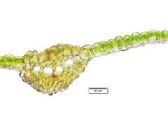 Attēlu rezultāti vaicājumam “Timmia megapolitana”
