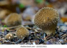 Attēlu rezultāti vaicājumam “Lycoperdon echinatum”