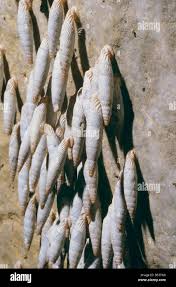 Attēlu rezultāti vaicājumam “Clausiliidae”