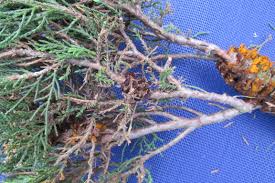 Attēlu rezultāti vaicājumam “Gymnosporangium sabinae”