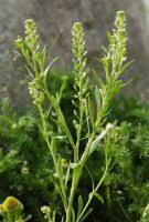 Attēlu rezultāti vaicājumam “Lepidium densiflorum bud”