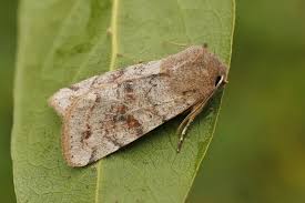 Attēlu rezultāti vaicājumam “Orthosia incerta”