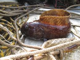 Image result for Anarhichas lupus