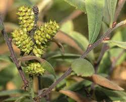 Attēlu rezultāti vaicājumam “Myrica gale fruit”