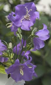 Image result for Campanula persicifolia