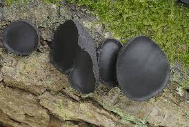 Attēlu rezultāti vaicājumam “Bulgaria inquinans”