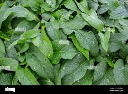 Attēlu rezultāti vaicājumam “Symphytum officinale leaf”