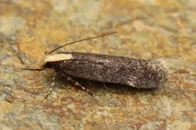 Attēlu rezultāti vaicājumam “Gelechia rhombella”