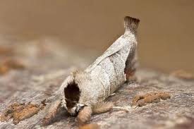 Attēlu rezultāti vaicājumam “Clostera pigra”