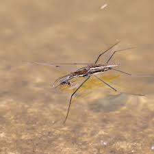 Attēlu rezultāti vaicājumam “Aquarius najas”