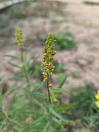 Attēlu rezultāti vaicājumam “Linaria vulgaris bud”