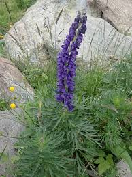 Attēlu rezultāti vaicājumam “Aconitum napellus bud”
