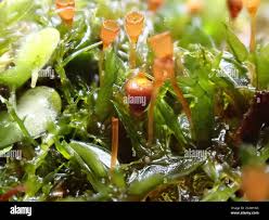 Attēlu rezultāti vaicājumam “Tortula truncata”