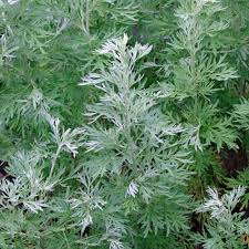 Attēlu rezultāti vaicājumam “Artemisia absinthium flower”