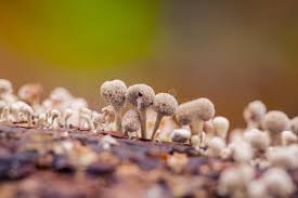 Attēlu rezultāti vaicājumam “Phleogena faginea”