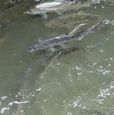 Image result for Alosa sapidissima