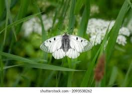 Attēlu rezultāti vaicājumam “Parnassius mnemosyne upperside”