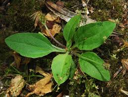 Attēlu rezultāti vaicājumam “Plantago major subsp. intermedia leaf”