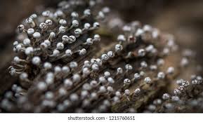 Attēlu rezultāti vaicājumam “Physarum leucophaeum macro”