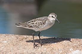 Image result for Calidris pusilla