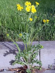 Attēlu rezultāti vaicājumam “Senecio vernalis”