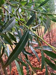 Attēlu rezultāti vaicājumam “Salix alba var. alba”
