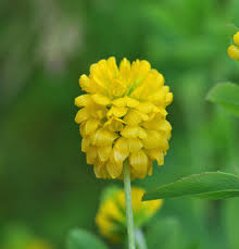Attēlu rezultāti vaicājumam “Trifolium aureum fruit”