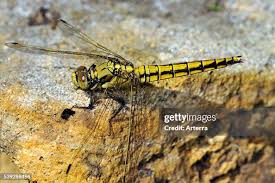 Attēlu rezultāti vaicājumam “Sympetrum vulgatum”