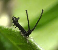 Attēlu rezultāti vaicājumam “Cerura vinula larva”