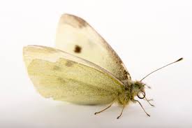 Attēlu rezultāti vaicājumam “Pieris rapae underside”