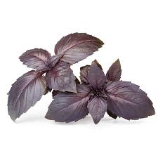 Image result for Basilikum