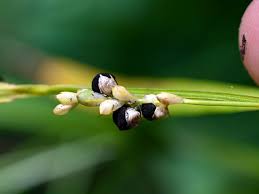 Attēlu rezultāti vaicājumam “Anthracoidea”