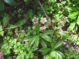 Attēlu rezultāti vaicājumam “Chimaphila umbellata flower”