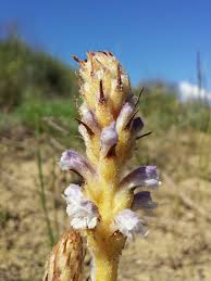 Attēlu rezultāti vaicājumam “Orobanche coerulescens”