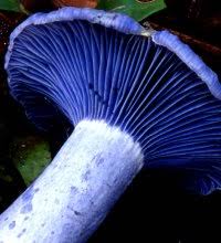 Attēlu rezultāti vaicājumam “Russulales”