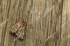 Attēlu rezultāti vaicājumam “Lycophotia porphyrea”