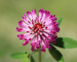 Attēlu rezultāti vaicājumam “Trifolium medium flower”