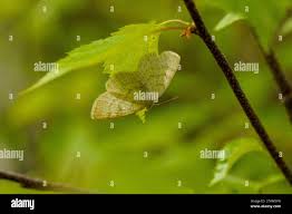 Attēlu rezultāti vaicājumam “Cabera exanthemata male”