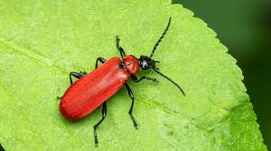 Attēlu rezultāti vaicājumam “Pyrochroa coccinea”