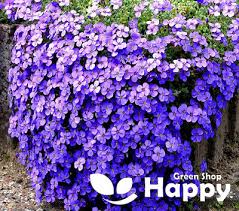 Image result for Aubrieta hybrida (cultorum)