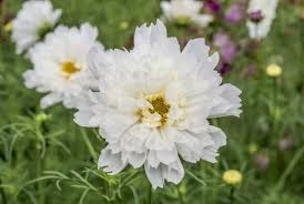 Image result for Cosmos bipinnatus `Double Click`