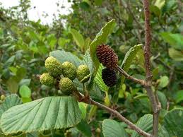 Image result for Alder Cc