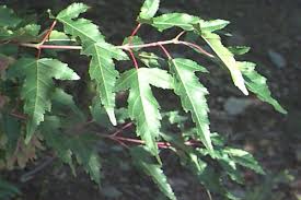 Attēlu rezultāti vaicājumam “Acer tataricum subsp. ginnala bud”